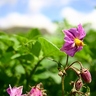 Potatoes growing next to the house, in front of Imbabura